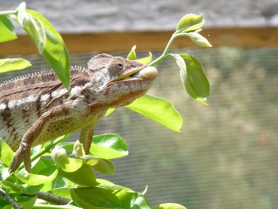 ein Chamäleon, gleich kommt die Zunge raus, um die Grille zu fangen. Zu schnell zum Fotografieren - im Park vor Antananarivo