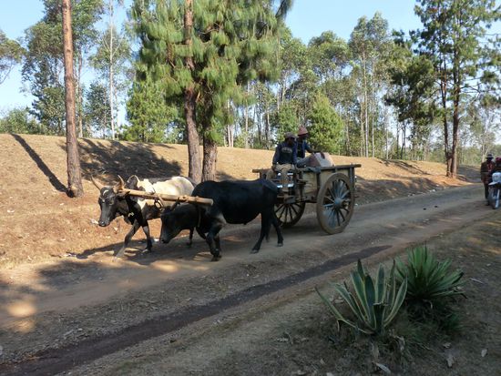 Madagskar-Allrad mit 2 ZS (Zebustärken)