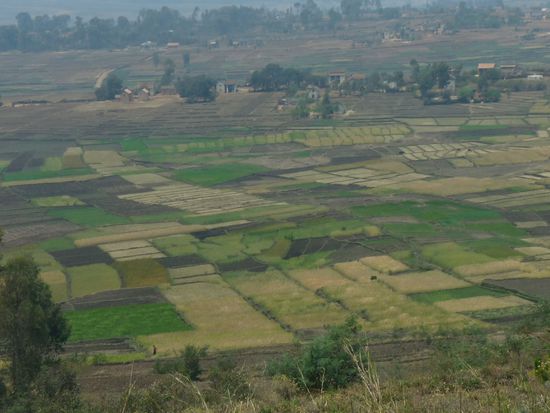 soweit das Auge blickt fruchtbare Felder, Reis und Getreide
