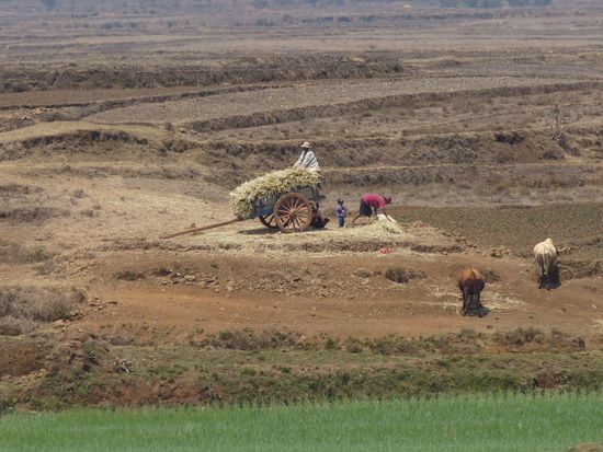 die Bauern bei der Ernte