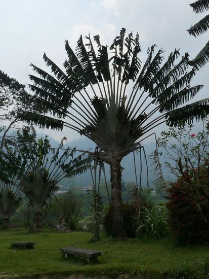 der Baum der Reisenden das Symbol von Madagaskar