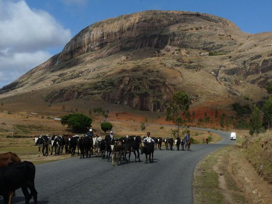 es kommen uns viele Zebus entgegen auf dem Weg nach Isalo - sie werden auf den Markt getrieben