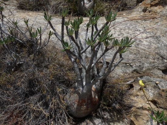 Elefantenfuß-Pflanze - speichert viel Wasser - im Isalo Nationalpark