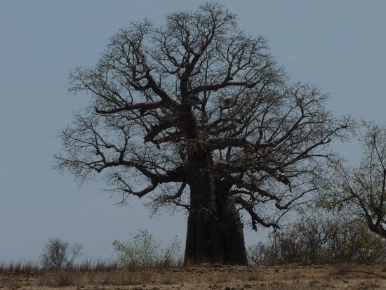 erste Baobabs