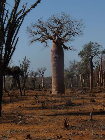 ein riesiger Flaschen-Baobab ca. 400 Jahre alt