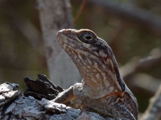 Aug in Aug mit einem kleinen Waran