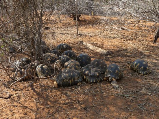 in der Schkildkröten-Aufzuchtstation