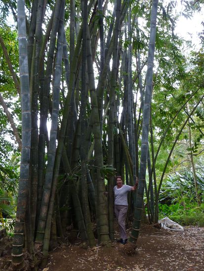die riesigen Baumbusbäume im Botanischen Garten