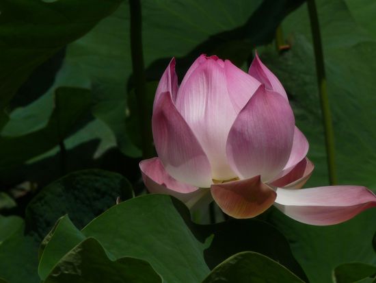 Lotus-Blüte