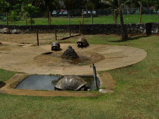 riesige Schildkröten