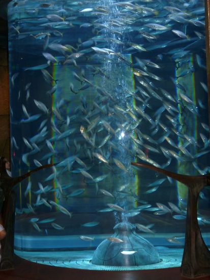 Fisch im Glaszylinder