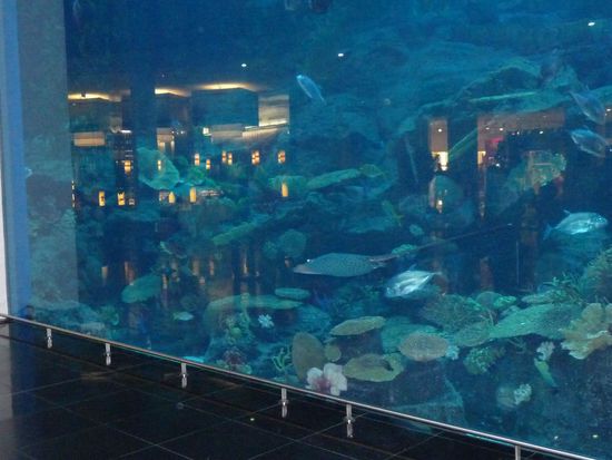 das interssante Aquarium