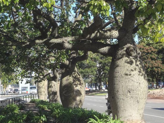 Bäume an der Av. 9. Julio mit ihrer stacheligen Außenhaut
