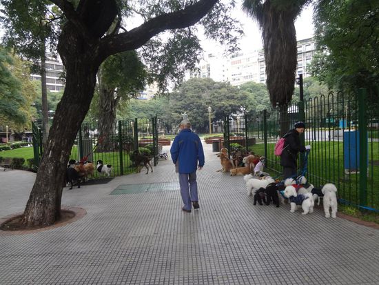 hier warten die Hundemeuten aufs Gassi-gehen