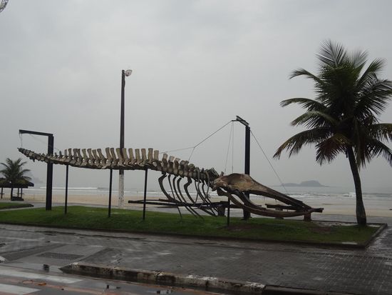 ein Walskelett vor dem Aquarium