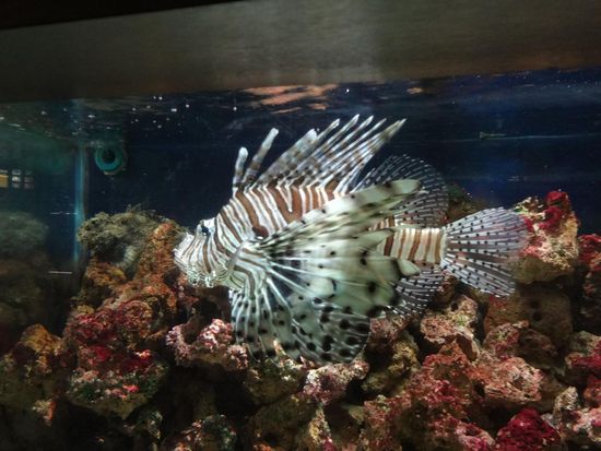 dagegen ein kleiner Fisch