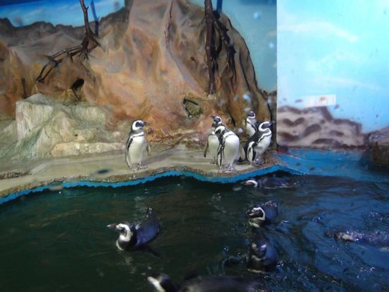 und eine Pinguin-Kolonie