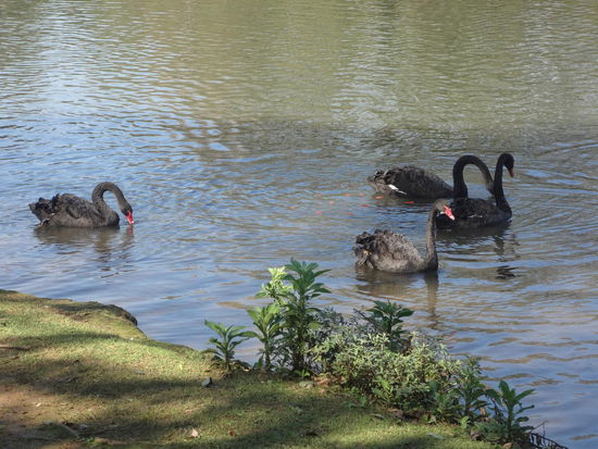schwarze Schwäne im Park
