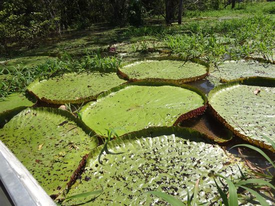 Wir sahen die berühmten riesigen Seerosen Vitória Régia