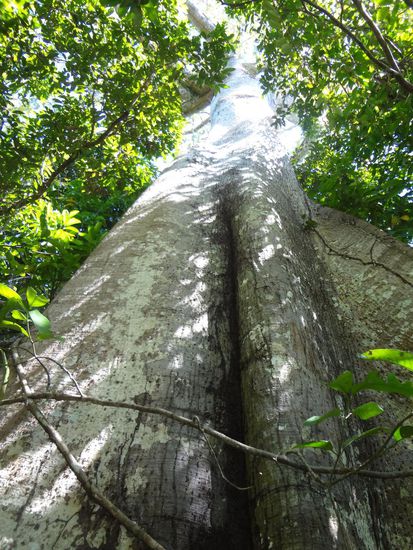 Wir sahen die berühmten riesigen Seerosen Vitória Régia