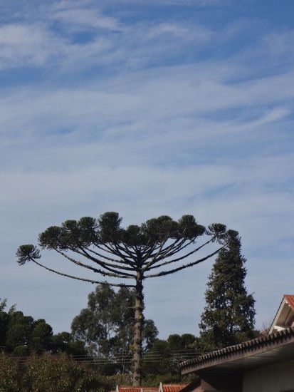 eine über 100 Jahre alte Araukarie