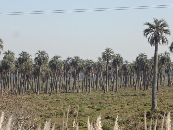 Palmenhain bei Rocha