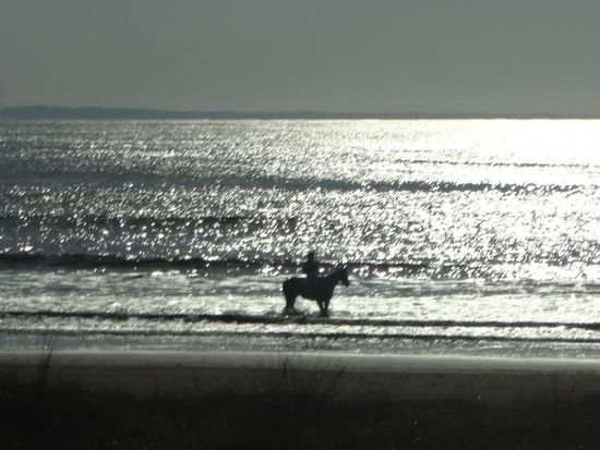 das ist keine Wal, Wale haben nicht so viele Beine 