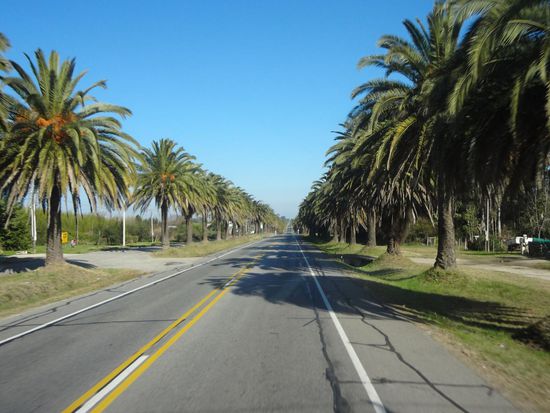 8,5 km Palmenallee nach Colonia des Sacramento