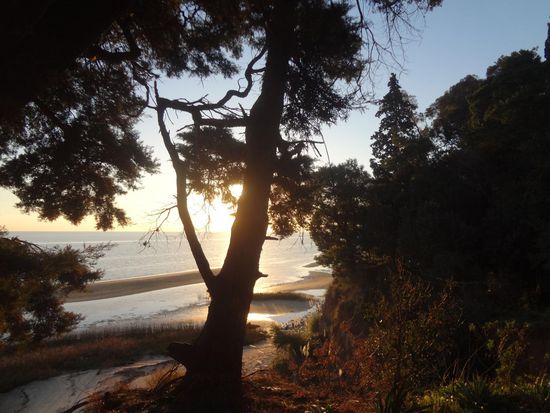 die Sonne scheint noch durch die Bäume