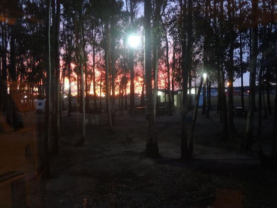 Abenstimmung im Euklyptuswald an der Therme