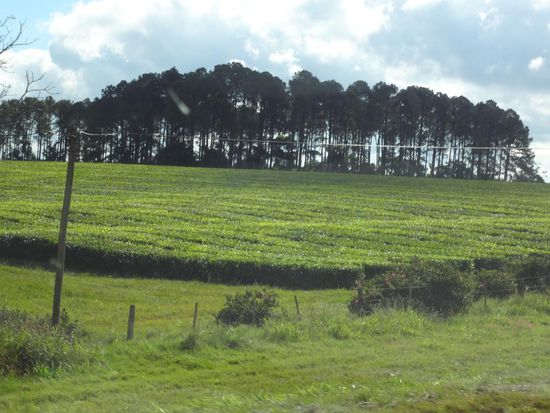 Teeplantage, die Teebüsche sehen wie rasiert aus.