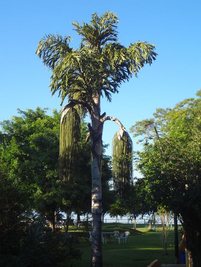 eine der vielen Palmen im Garten