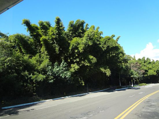 große Bambusbüsche säumen die Straße