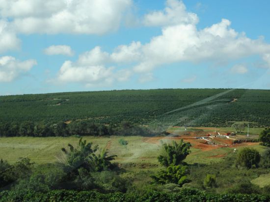 Kaffeeplantagen so weit das Auge reicht