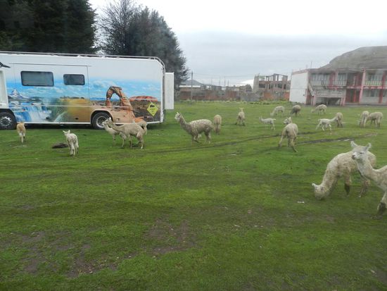 friedlich grasen die Alpakas