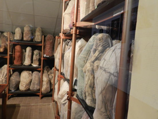 gesammelte Mumien in der Klimakammer