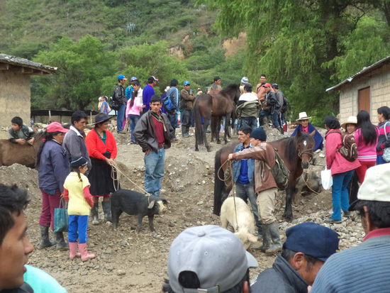 hier werden Tiere verkauft