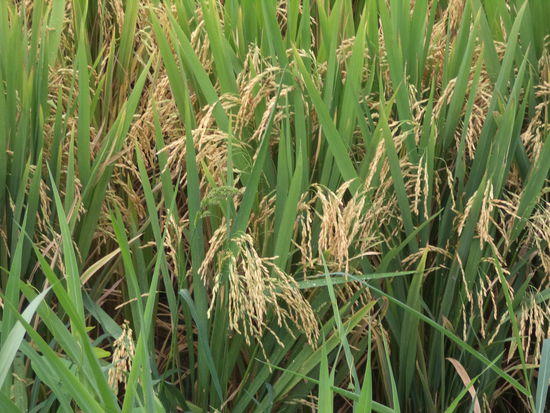 so sieht der fast reife Reis aus