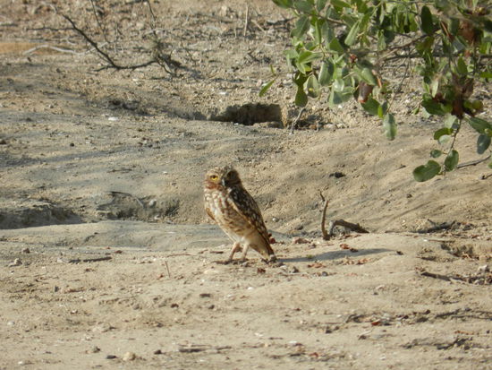 die beondere Eulenart, die nur hier vorkommt