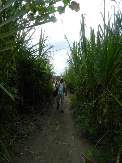 Achim kämpft sich durchs Schilf