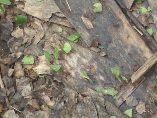 Blattschneideameisen kreuzten unseren Weg, sie trugen alle abgeschnittene Blatteile zu ihrem Bau.