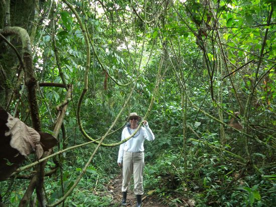 Dicke Lianen hingen im Weg.