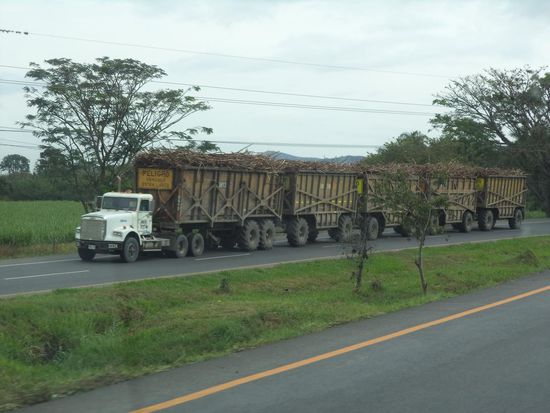 so wird das Zuckkerrohr zur Zuckerfabrik transportiert