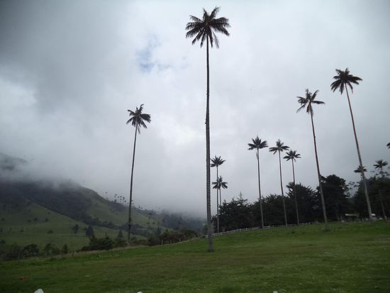 die hohen Wachspalmen