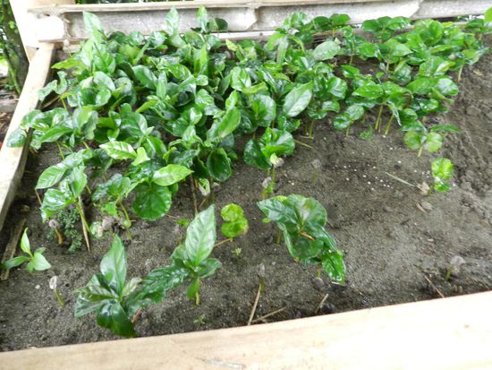 die kleinen Kaffeepflanzen