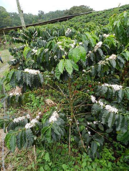 der Kaffeebusch mit allen Wachstumsphasen