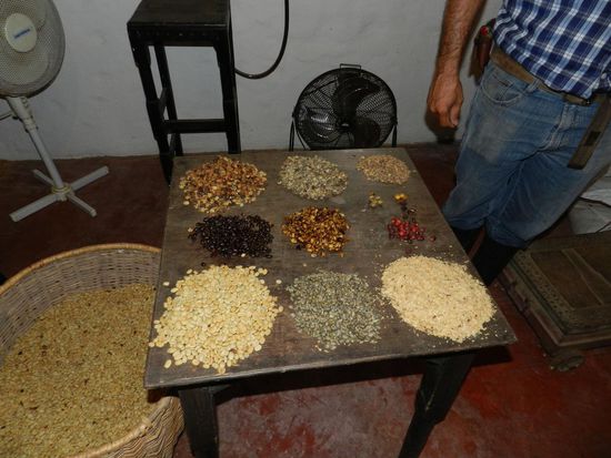 Vorne links der Kaffee nachdem er gewaschen und getrocknet ist, dann der Rohkaffee und der kleine dunkle Haufen ist der gebrannte Kaffee.
Nach der Besichtigung gings zum Canopy-Fahren. Es gibt eine große Bahn über die Finca mit sieben Stationen. Wir wurden in ein Geschirr geschnallt, mit Helm und Handschuhen versehen und dann ging es los.