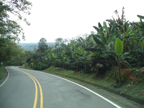 es geht durch Kaffee- und Bananenplantagen