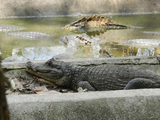 Es gibt die Kaimane in allen Größen von ganz kleine bis ziemlich groß.