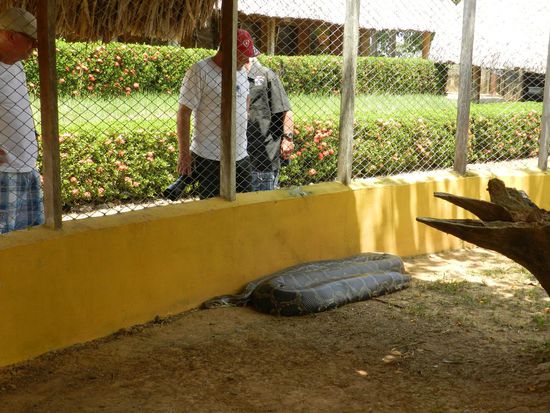 Es gibt die Kaimane in allen Größen von ganz kleine bis ziemlich groß.